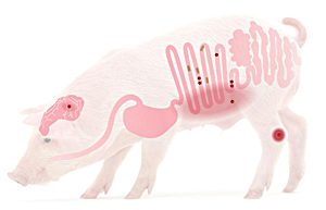 Piglet-gut-diagram-1205PIGpigletguthealth3